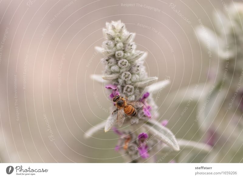 Honigbiene, Hyläus, sammelt Pollen Natur Pflanze Tier Frühling Blume Blüte Biene Flügel 1 braun gelb gold grün violett rosa schwarz Farbfoto mehrfarbig