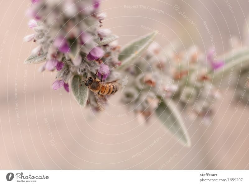 Honigbiene, Hyläus, sammelt Pollen Natur Pflanze Tier Frühling Blume Blüte Nutztier Biene Flügel 1 braun gelb gold grün violett rosa schwarz Farbfoto mehrfarbig