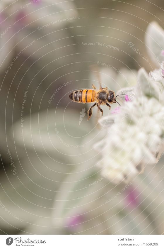 Honigbiene, Hyläus, sammelt Pollen Natur Pflanze Tier Frühling Blume Blüte Garten Nutztier Biene 1 braun gelb gold grün violett rosa schwarz Farbfoto mehrfarbig