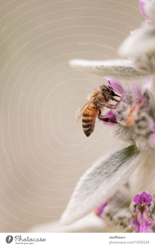 Honigbiene, Hyläus, sammelt Pollen Gesundheit Umwelt Natur Pflanze Tier Blume Blatt Blüte Garten Nutztier Biene 1 braun gelb gold grün violett rosa Farbfoto