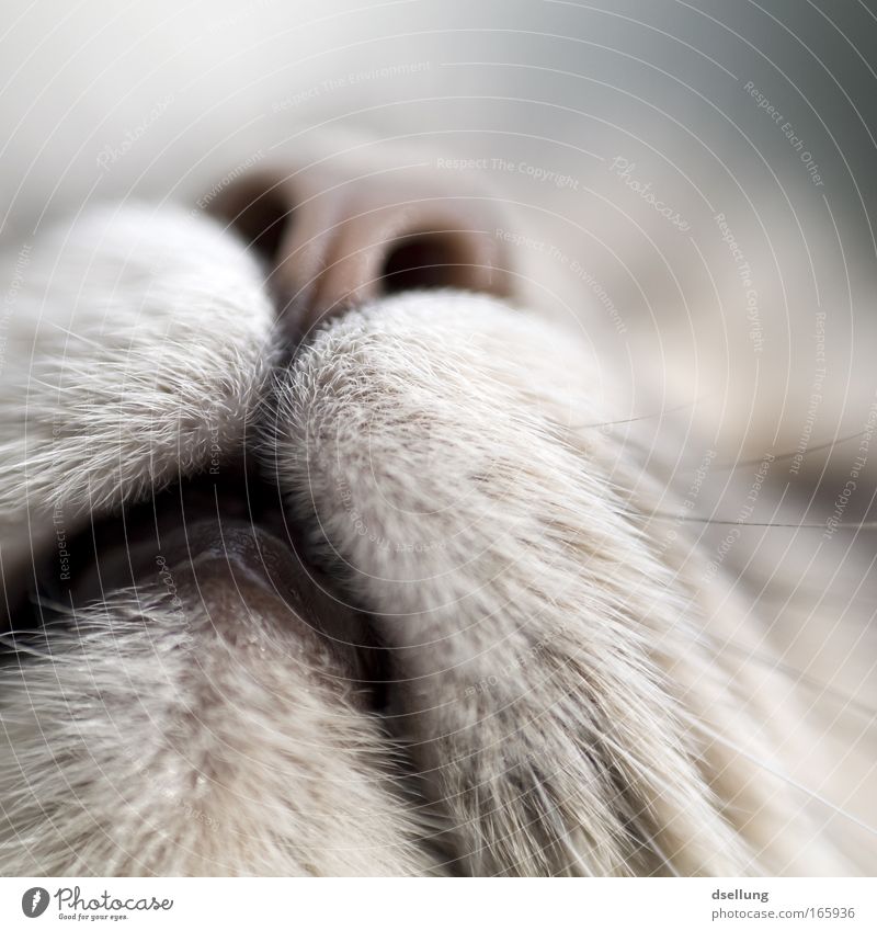 Schnauze einer Katze - Nahaufnahme Farbfoto Außenaufnahme Detailaufnahme Menschenleer Tag Schwache Tiefenschärfe Froschperspektive Blick nach oben Tier Haustier