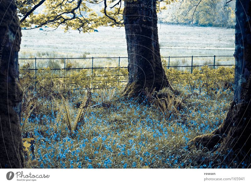 waldidyll Farbfoto Außenaufnahme Menschenleer Morgendämmerung Natur Nebel Baum Blume Gras Sträucher Moos dunkel nass trist träumen Idylle ruhig Surrealismus
