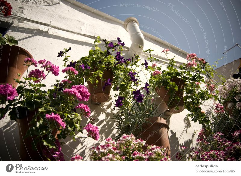 Farbfoto Außenaufnahme Menschenleer Altstadt Haus Terrasse Natur Spanien Cordoba Blüte mediterran