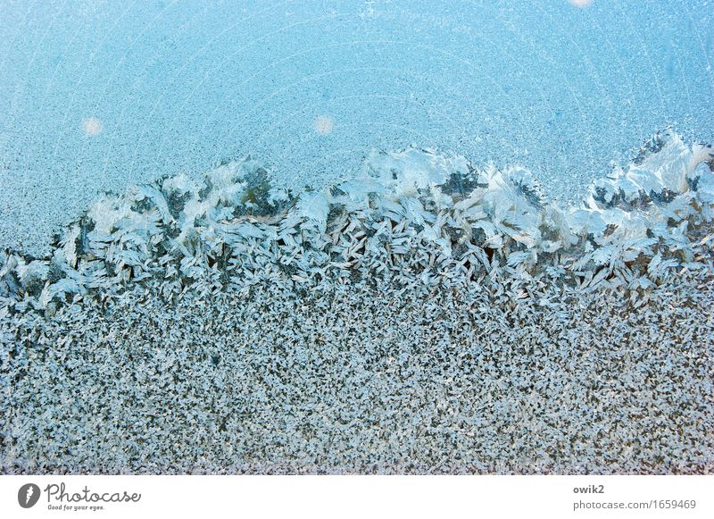 Kaltwelle Umwelt Natur Eis Frost Blume Eisblumen Kristallstrukturen Eiskristall frieren glänzend authentisch eckig kalt verrückt blau Coolness geduldig ruhig