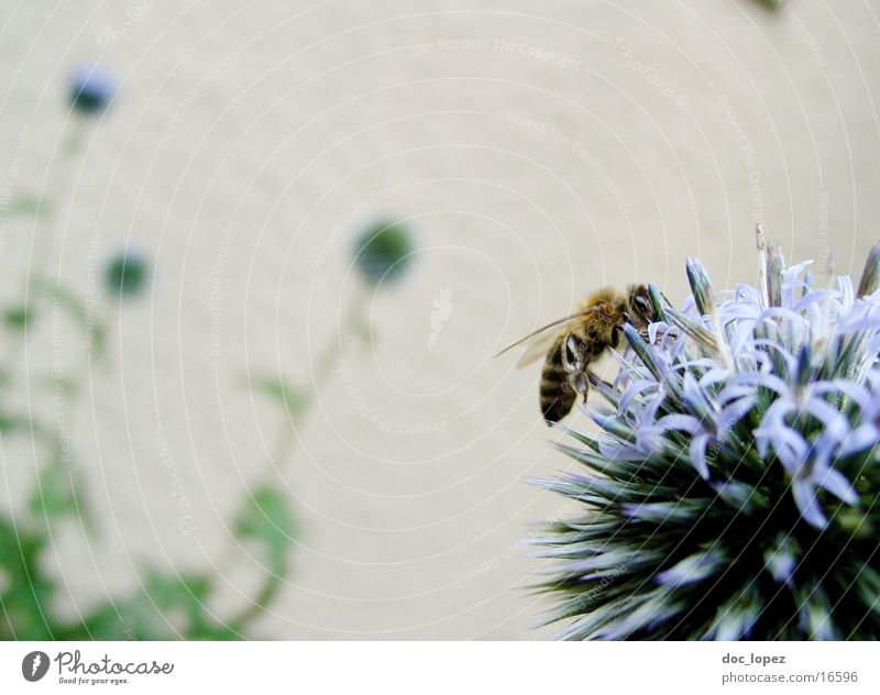 Biene_und_blaues_Ding_3 Staubfäden Blume Sommer fleißig blaue Blüte Nektar Detailaufnahme Anschnitt Aktion