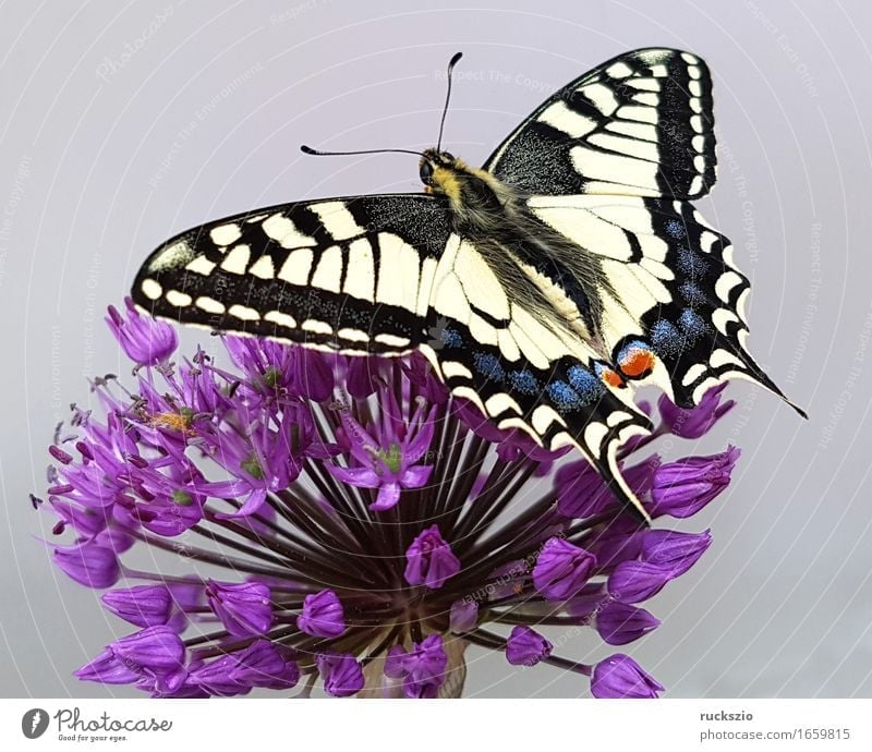 Schwalbenschwanz; Papilio; machaon; Schmetterling; Tagfalter frei schwarz weiß Insekt Edelfalter Fleckenfalter Edelschmetterling neutral Dovetail Butterfly