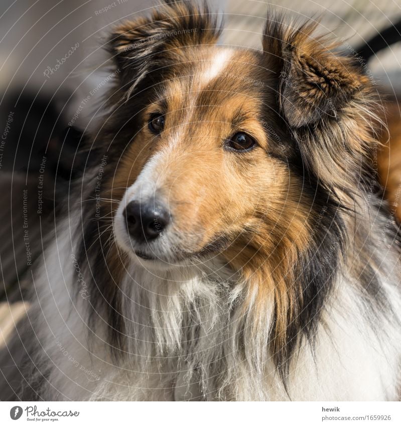 Sheltie Tier Haustier Hund 1 braun schwarz weiß Neugier Hundeportrait Farbfoto Außenaufnahme Menschenleer Tag Totale Tierporträt Blick nach vorn