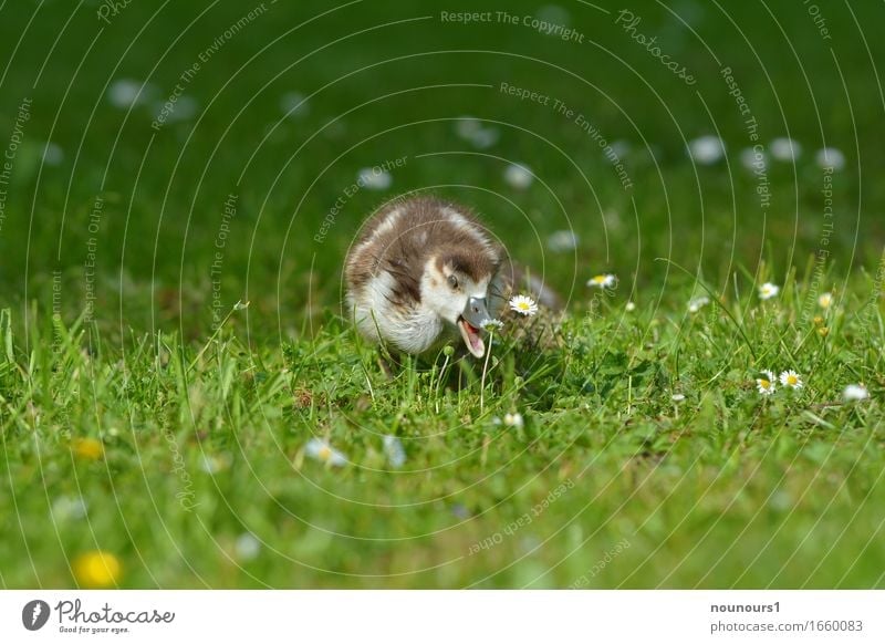 platz da Natur Pflanze Tier Gras Blüte Park Wiese Wildtier nilgans nilgänse nilgansküken 1 Tierjunges Bewegung rennen Blick frech frei Fröhlichkeit Glück