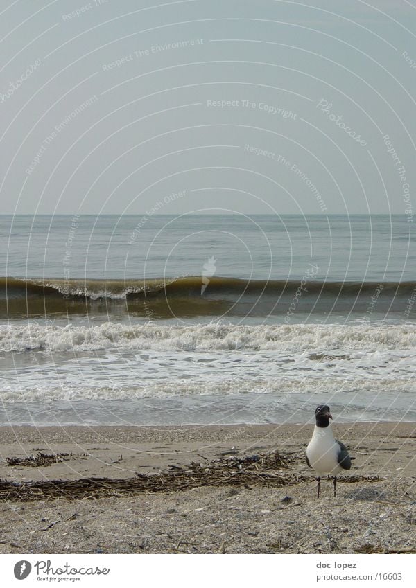 Edisto_Beach_1 Strand Möwe Vogel Wellen Wellengang trüb Stimmung Edisto Island USA Wasser Sand Landschaft Brandung Sandstrand Horizont trist Küste Tag grau