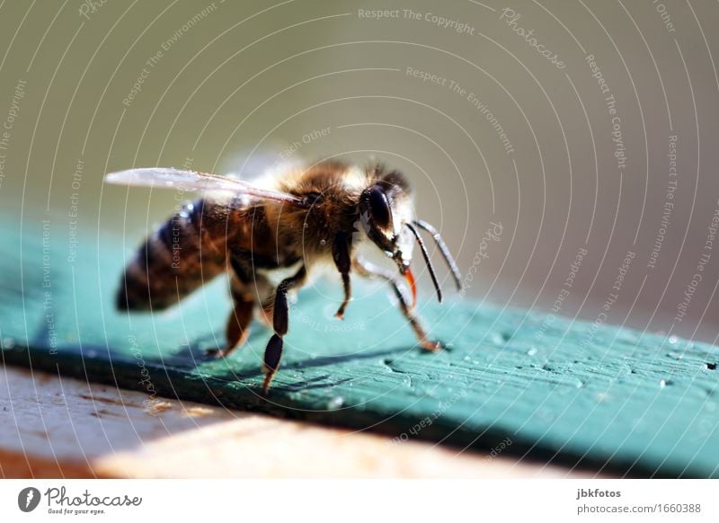 schnell noch Sonne tanken! Lebensmittel Ernährung Umwelt Natur Tier Nutztier Biene Honigbiene Freude Glück Fröhlichkeit Zufriedenheit Lebensfreude