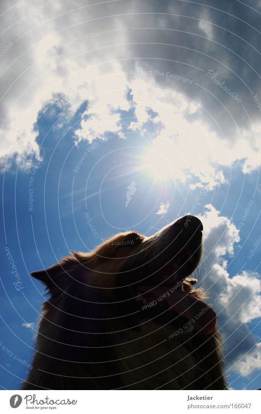 Hund III Farbfoto Außenaufnahme Tag Licht Schatten Kontrast Silhouette Sonnenlicht Froschperspektive Tierporträt Haustier Streichelzoo 1 entdecken füttern Jagd