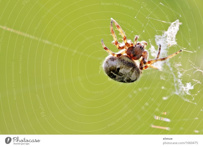 vernetzt Natur Tier Spinne Eichenblattspinne Spinnennetz Gliederfüßer Netz Kugel Hinterhalt beobachten warten bedrohlich dick Ekel gruselig listig nah klug grün