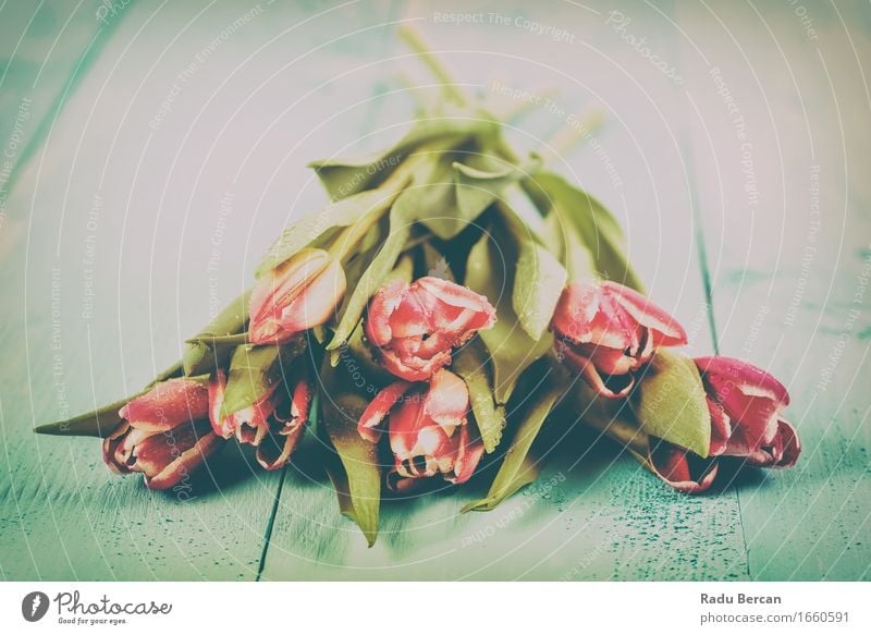 Frühling blüht Tulpe-Blumenstrauß auf Tabelle Umwelt Natur Pflanze Blatt Blüte Blühend einfach frisch schön nah natürlich retro mehrfarbig grün rosa rot türkis