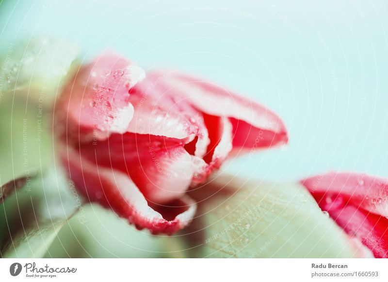 Nasser rosa Tulpen-Blumenstrauß auf blauem Himmel Umwelt Natur Pflanze Wassertropfen Frühling Blatt Blüte Blühend einfach elegant frisch schön nass natürlich