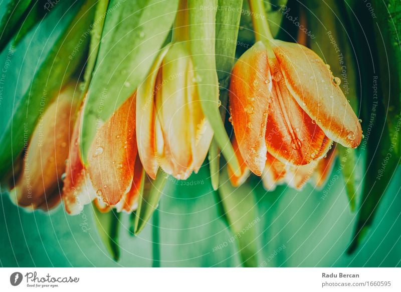Draufsicht von frischen nassen Tulpen auf Tabelle Umwelt Natur Pflanze Wassertropfen Frühling Blume Blatt Blüte Garten Blühend schön oben Sauberkeit mehrfarbig