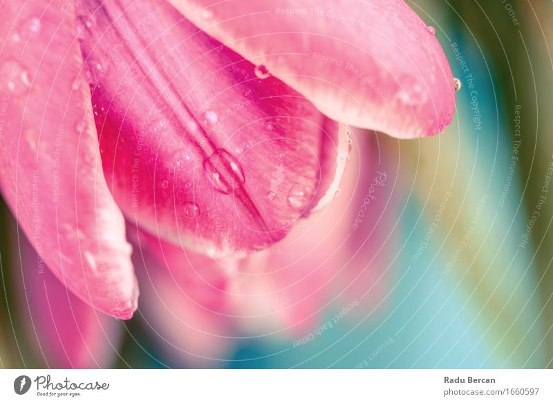 Blumen-Blumenstrauß von Frühlings-nassen Tulpen auf Tabelle Umwelt Natur Pflanze Wassertropfen Blüte Garten Blühend frisch schön nah blau mehrfarbig grün rosa