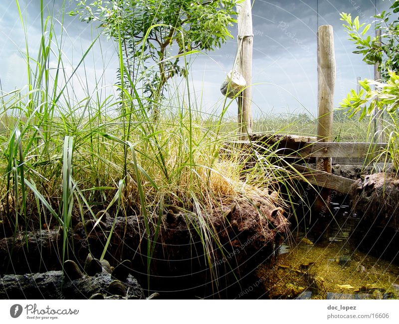 perfect world Steg grün Gras Halm Baum Landschaft Küste Wasser Plastikwelt Stimmung Natur