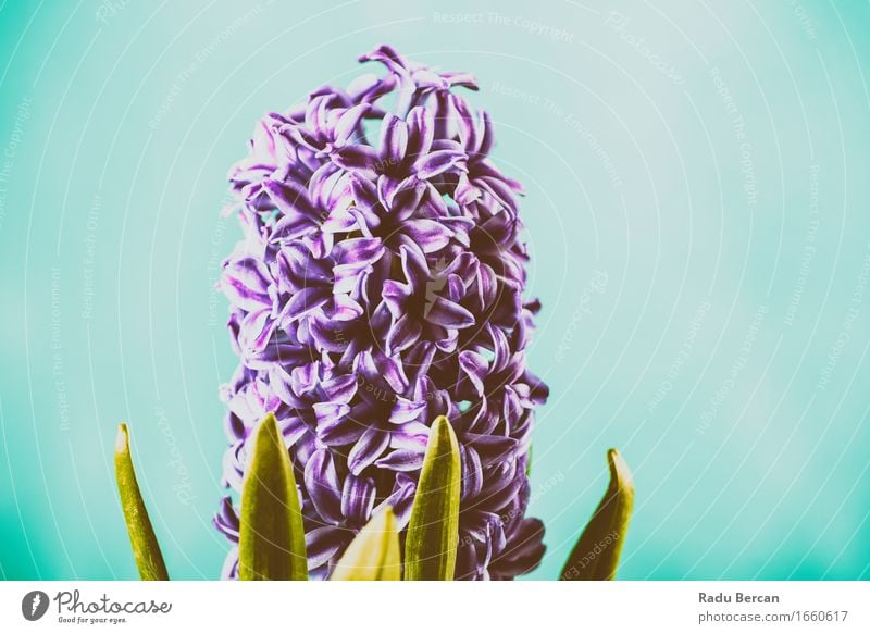 Gemeinsame niederländische Gartenhyazinthe (Hyacinthus Orientalis) Umwelt Natur Pflanze Frühling Blume Blatt Blüte Topfpflanze Blühend schön blau mehrfarbig