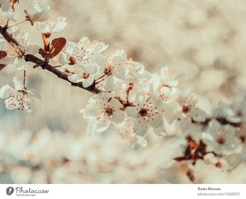 Weißer Baum blüht Frühlings-Blüte Umwelt Natur Pflanze Blume Blatt Blühend schön braun orange weiß Frühlingsgefühle Farbe rein Nahaufnahme Ast Frühlingsblume
