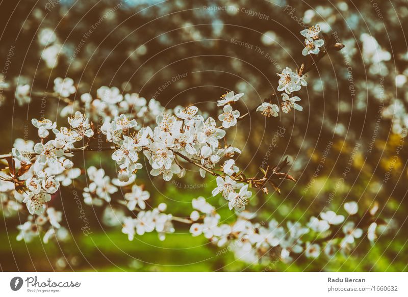 Weißer Apfelbaum blüht Frühlings-Blüte Frucht Umwelt Natur Landschaft Pflanze Baum Blume Blatt Wald Blühend schön retro braun grün weiß Frühlingsgefühle