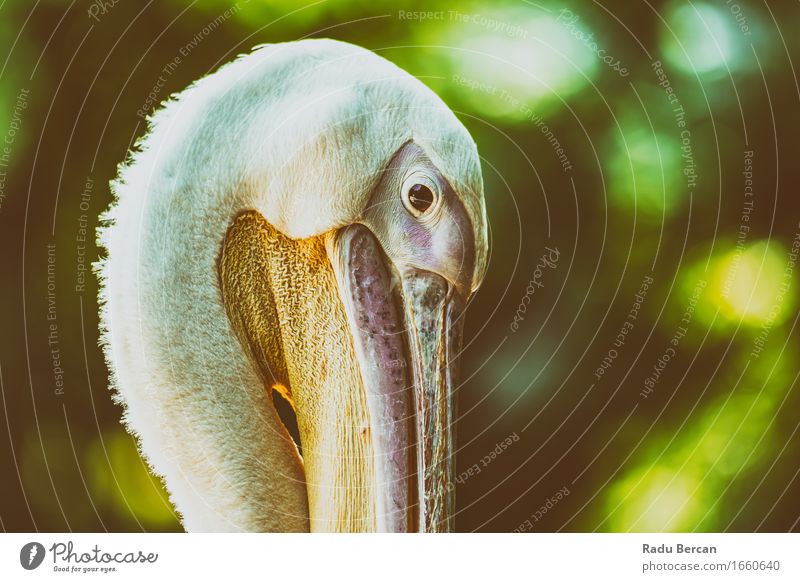 Wildes Pelikan-Porträt Natur Tier Wildtier Vogel Tiergesicht Zoo 1 Blick Freundlichkeit nah schön wild grün orange rosa weiß Farbe Wildvogel Vogelauge