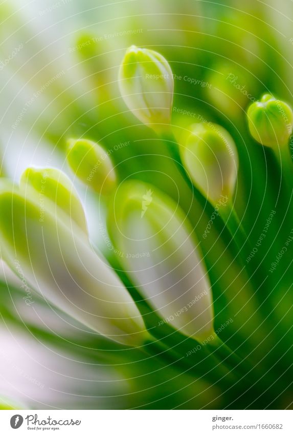 AST 9 | Symphonie in Grün und Weiß Natur Pflanze Frühling Blume Blüte grün weiß Unschärfe Lensbaby Blütenknospen klein nah viele Blick nach oben Blühend