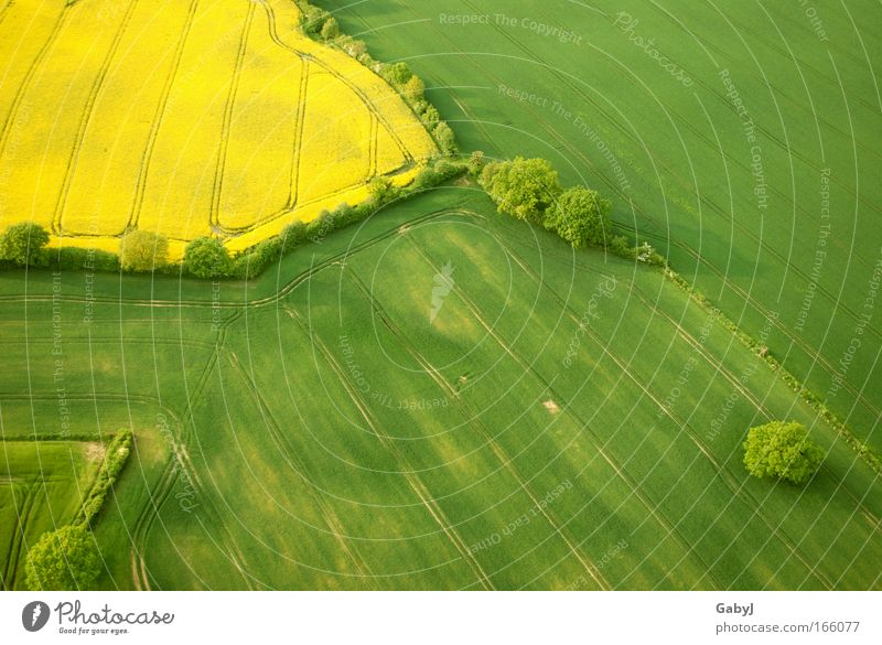 Rapsflicken Farbfoto Luftaufnahme Muster Menschenleer Textfreiraum rechts Textfreiraum unten Tag Sonnenlicht Vogelperspektive Umwelt Landschaft Pflanze Erde