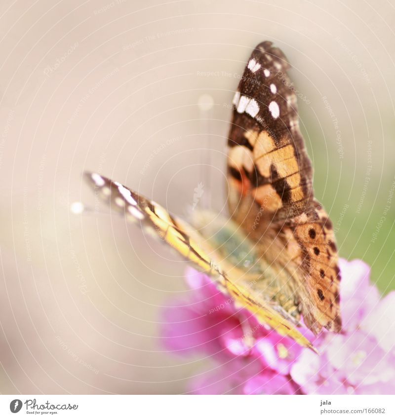 Flügelwesen Farbfoto mehrfarbig Außenaufnahme Tag Unschärfe Tierporträt Sonne Frühling Blume Blüte Park Wiese Feld Wildtier Schmetterling 1 fliegen sitzen