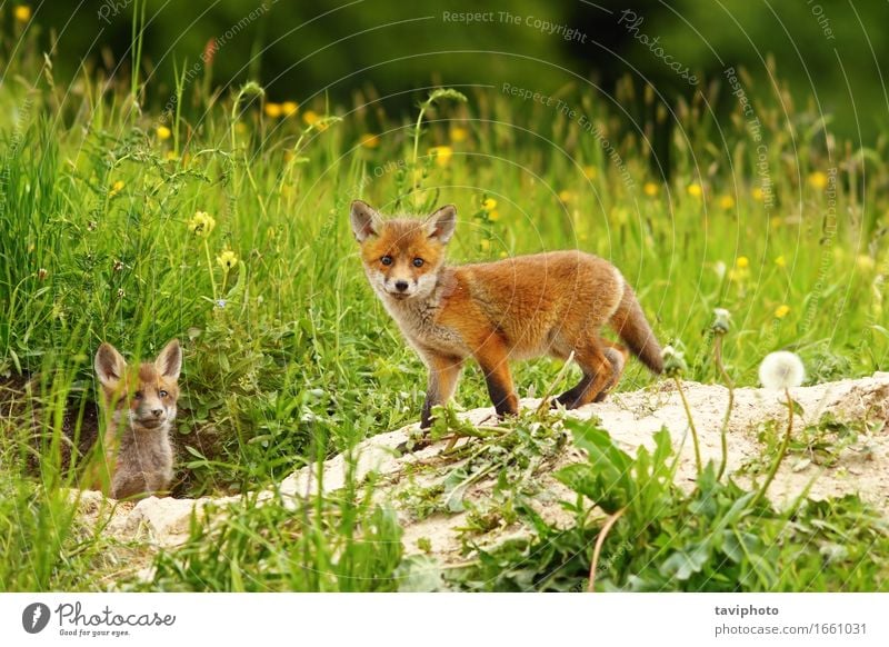 Süßes Fuchsjunges Gesicht Jagd Baby Natur Tier Gras Wiese Pelzmantel Wildtier Hund Tierjunges klein niedlich wild braun grün rot weiß lieblich Tierwelt