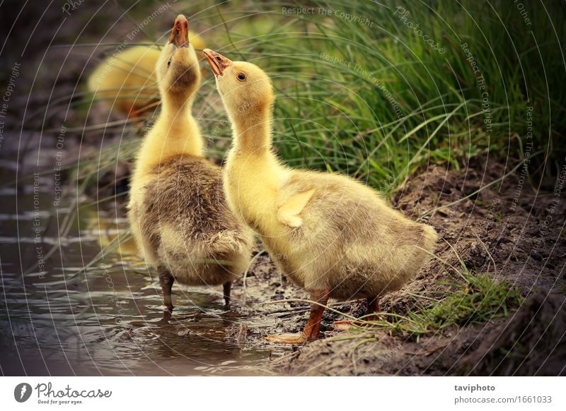 süße Gänschen trinken Wasser Leben Baby Natur Tier Gras Park Küste Teich See Vogel Zusammensein klein natürlich niedlich gelb Hausgans Gänse Gänsehaut durstig