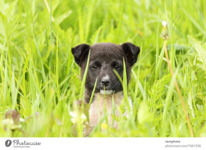 Gesicht eines schwarzen Hündchens Glück schön Sommer Baby Freundschaft Natur Tier Gras Park Wiese Pelzmantel Haustier Hund sitzen stehen klein lustig niedlich