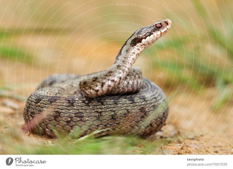 weibliche Berus Viper in defensiver Position schön Frau Erwachsene Natur Tier Wildtier Schlange natürlich wild braun grau Angst gefährlich Europäer Gift Reptil