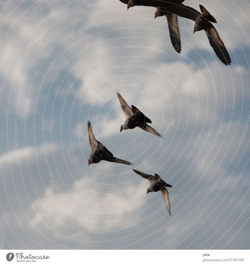 Melody of Doves Gedeckte Farben Außenaufnahme Dämmerung Tierporträt Himmel Vogel Taube Tiergruppe Schwarm fliegen frei Tag