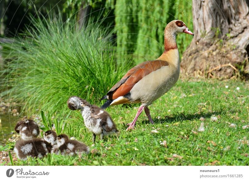 Mama wacht Tier Wildtier nilgans nilgänse nilgansküken Tiergruppe Tierjunges Tierfamilie Schwimmen & Baden berühren Bewegung gehen liegen Reinigen schlafen