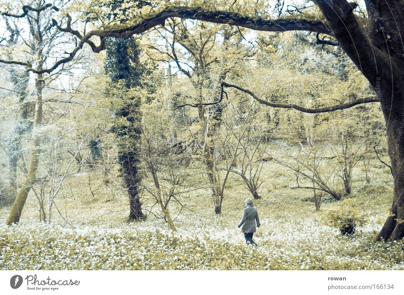 wandeln Farbfoto Gedeckte Farben Tag Rückansicht Frau Erwachsene träumen Freizeit & Hobby Leichtigkeit Wege & Pfade Spaziergang gehen wandern Wald Baum