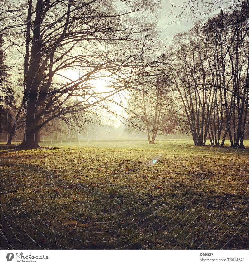 Park Lifestyle Umwelt Natur Landschaft Himmel Sonne Sonnenaufgang Sonnenuntergang Sonnenlicht Frühling Sommer Herbst Klima Klimawandel Wetter Pflanze Baum Gras