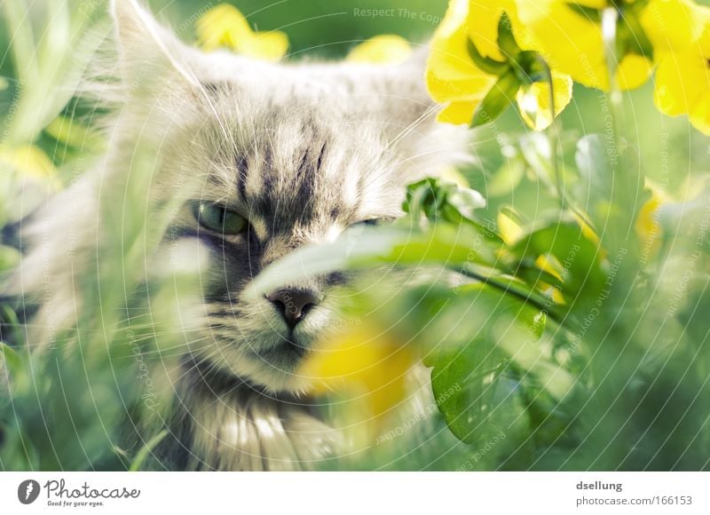 Katze versteckt in gelben Pflanzen - Blickkontakt Farbfoto Außenaufnahme Menschenleer Tag Sonnenlicht Schwache Tiefenschärfe Zentralperspektive Tierporträt