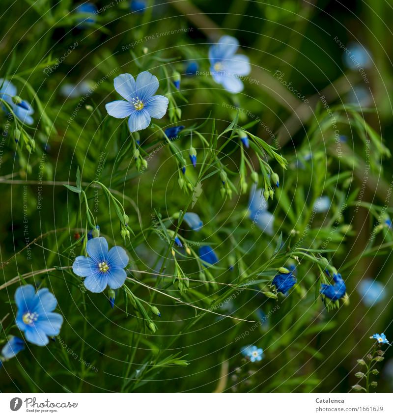 Leinenblüten Natur Pflanze Sommer Blume Blatt Blüte Nutzpflanze Blühend verblüht dehydrieren Wachstum nachhaltig blau grün nützlich Gesundheit Tradition