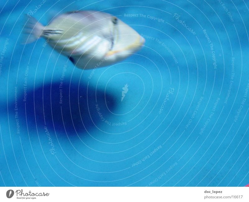 fischbewegung mehrfarbig Meer Unschärfe Fisch blau exotisch Wasser meeresbewohner Schatten