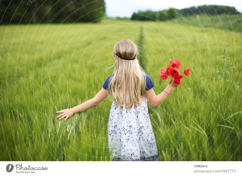 durchs Feld streifen Mensch feminin Kind Mädchen Kindheit 1 3-8 Jahre Umwelt Natur Frühling Sommer Schönes Wetter Pflanze Blume Mohn entdecken Erholung