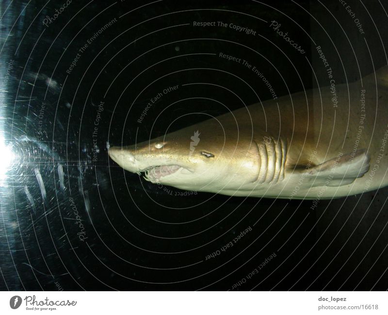 hi fisch Haifisch Biest dunkel Meer gefährlich Dieb bedrohlich Fisch Wildtier Wasser Gebiss Jagd