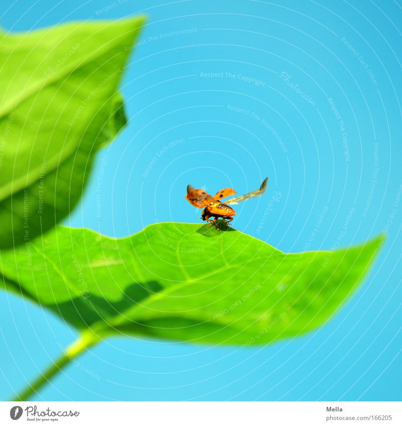 Starterlaubnis erteilt Natur Pflanze Tier Wolkenloser Himmel Frühling Sommer Blatt Grünpflanze Wildtier Käfer Flügel Marienkäfer 1 Glücksbringer fliegen frei