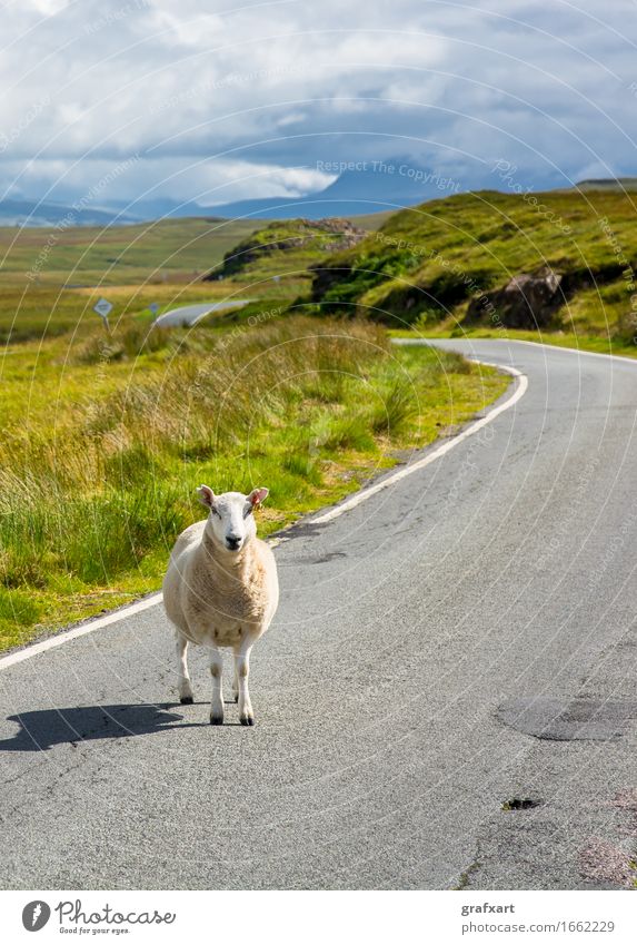 Einzelnes Schaft steht auf Straße in Schottland Wege & Pfade Reisefotografie Landwirtschaft Vieh Nutztier Wolle Tier Landschaft Natur Großbritannien Störung