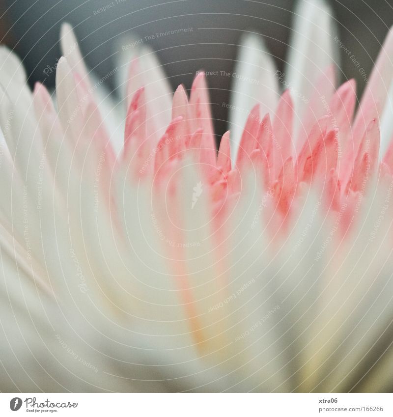 weiß-rosa-weiß-grau Farbfoto Detailaufnahme Makroaufnahme Pflanze Blüte ästhetisch Duft Blume Blütenblatt zart edel