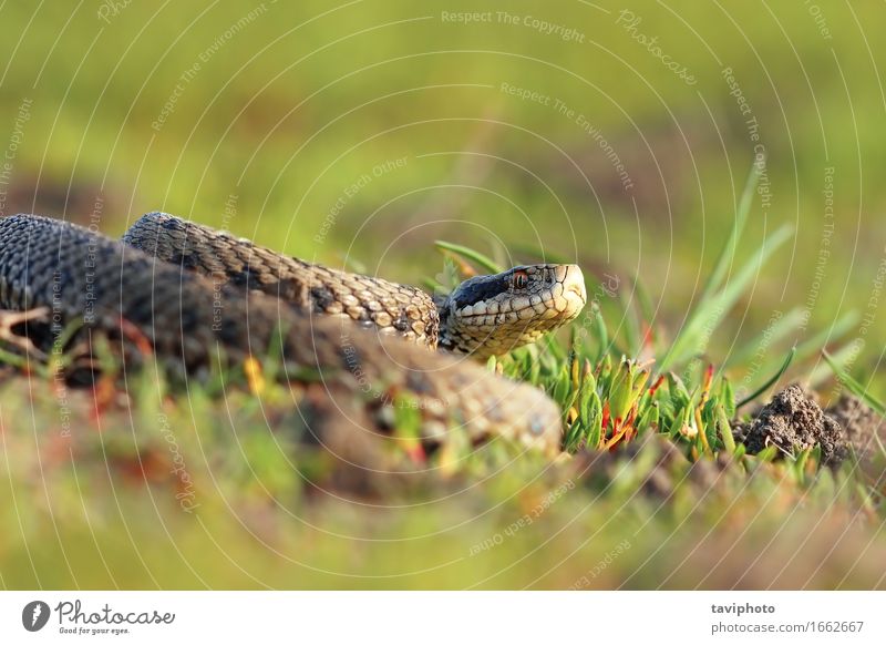 Wiesenotter, der sich im natürlichen Lebensraum aalt schön Natur Tier Schlange wild braun Angst gefährlich Farbe Ottern reptilisch Rumänien selten Rakkosiensis