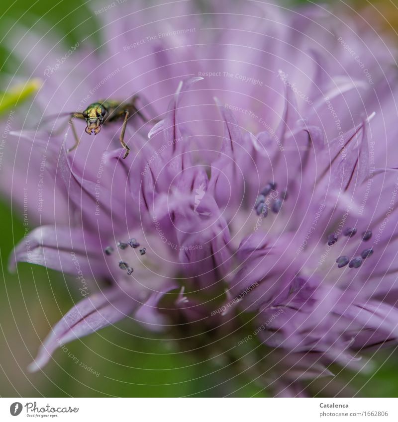 Insekt krabbelt  auf der Schnittlauchblüte Pflanze Tier Blume Blüte Garten Wildtier Käfer 1 Blühend krabbeln verblüht ästhetisch schön grün violett rosa Neugier