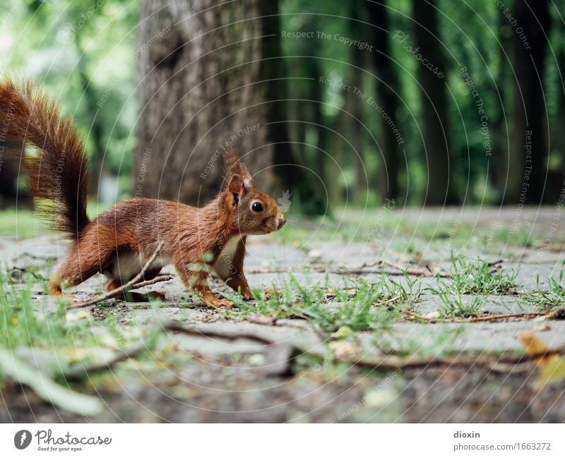 auf´m Sprung Pflanze Baum Park Tier Wildtier Eichhörnchen 1 kuschlig klein Neugier braun Natur Farbfoto Außenaufnahme Menschenleer Textfreiraum oben