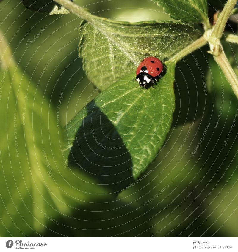 coccinella septempunctata Farbfoto Außenaufnahme Nahaufnahme Menschenleer Textfreiraum unten Tag Schatten Umwelt Natur Pflanze Tier Frühling Sommer Blatt Käfer