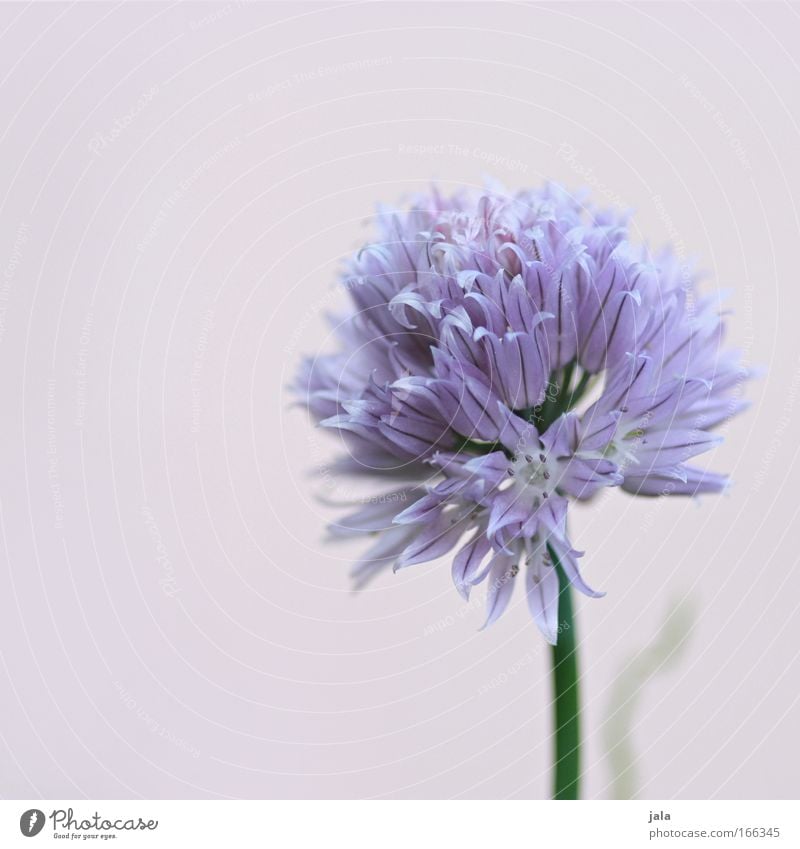 Still lovely chive Farbfoto Außenaufnahme Nahaufnahme Detailaufnahme Tag Schatten Pflanze Blume hell schön Schnittlauch Blüte violett Kräuter & Gewürze
