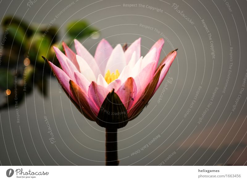 Lotusblume - Seerose Pflanze Blume Blüte Teich rosa Backwaters Kerala Lotos Indien Blütenblatt Südindien Wasser Seerosen Farbfoto Außenaufnahme Menschenleer